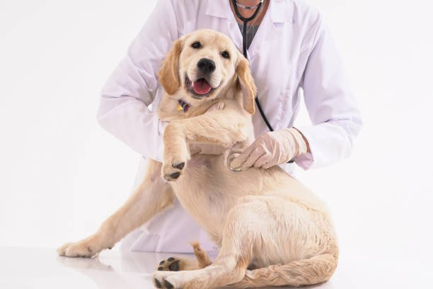 Pet Insurance in UAE